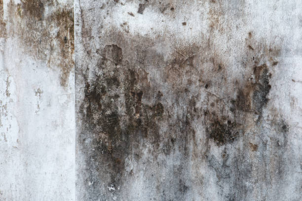 Best Mold Documentation for Insurance Claims  in Elizabethtown, KY