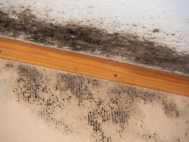 Best Airborne Mold Testing  in Elizabethtown, KY