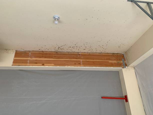 Best Asbestos and Lead Testing During Mold Inspection  in Elizabethtown, KY